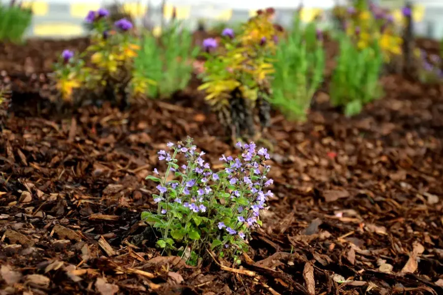 Common Mulching Mistakes Landscapers Should Avoid Chester, VA