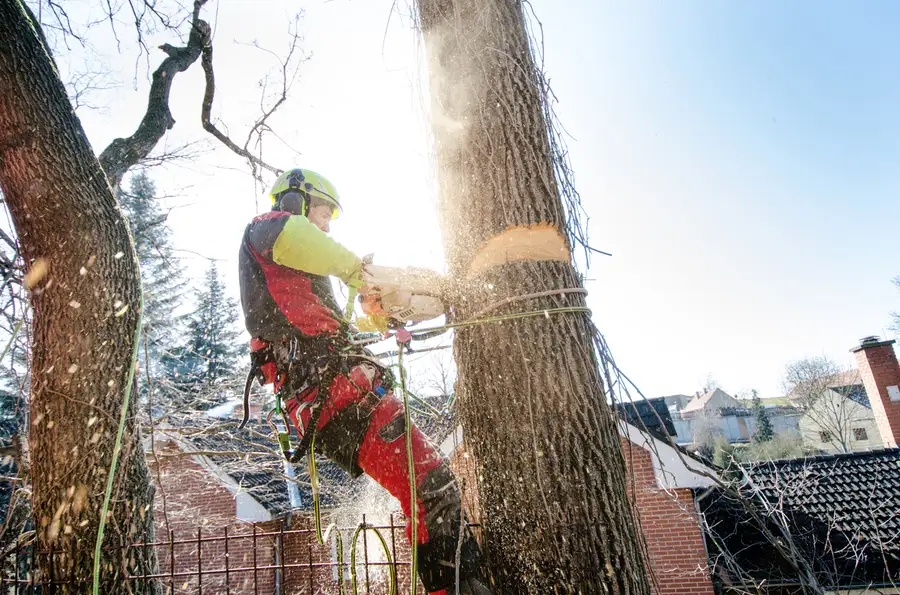 Experienced Tree Cutting Service Chester, VA