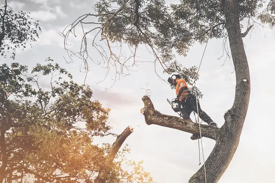 Expert Tree Cutting Service Chester, VA