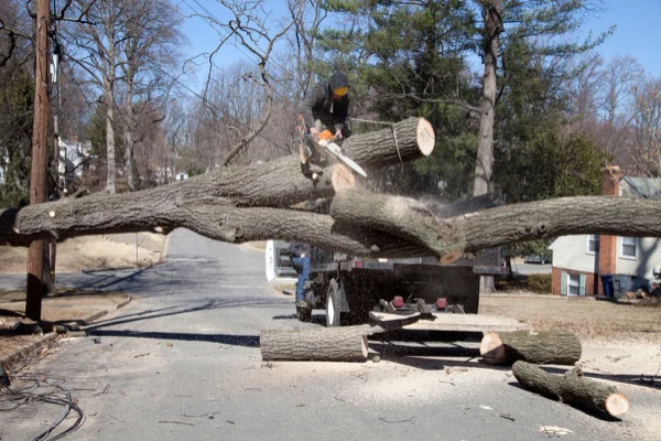 How Professional Tree Removal Enhances Property Safety Chester, VA