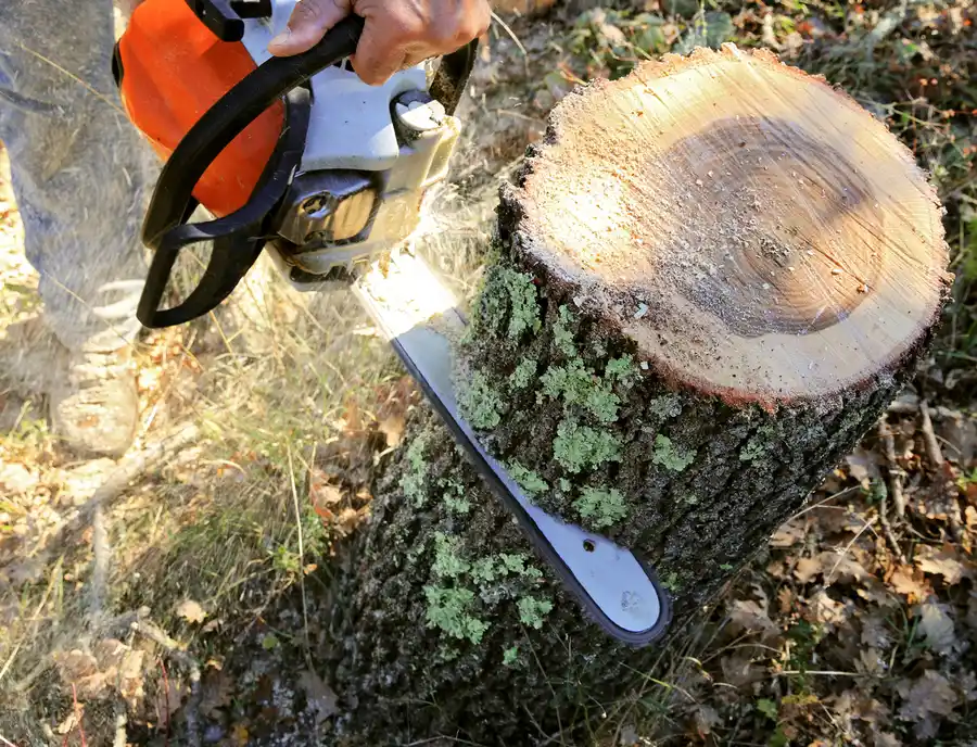 How Tree Cutting Services Improve Landscape Safety in Chester, VA