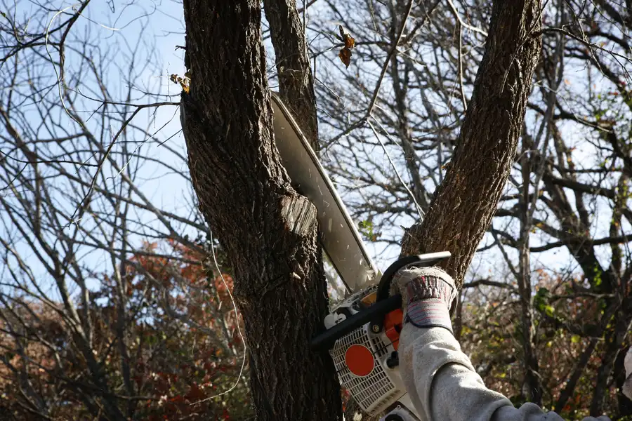 How Tree Removal Services Manage Storm Damaged Trees Chester, VA