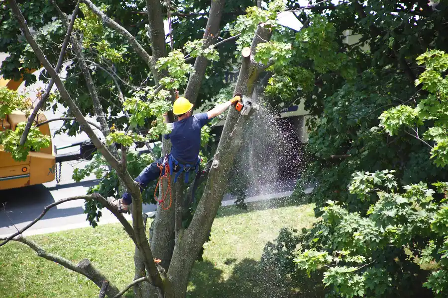 How Tree Removal Services Manage Storm Damaged Trees in Chester, VA