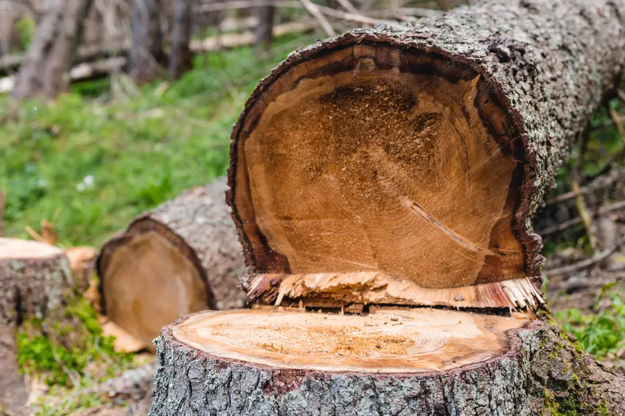 Key Reasons To Hire A Professional Tree Cutting Service in Chester, VA