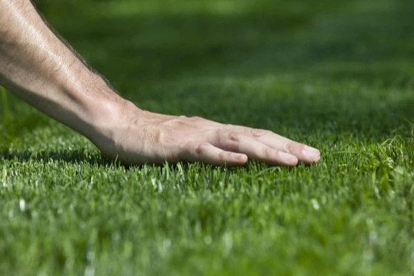 Lawn Care Service