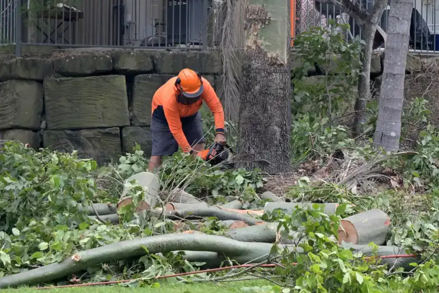 Local Tree Removal Chester, VA