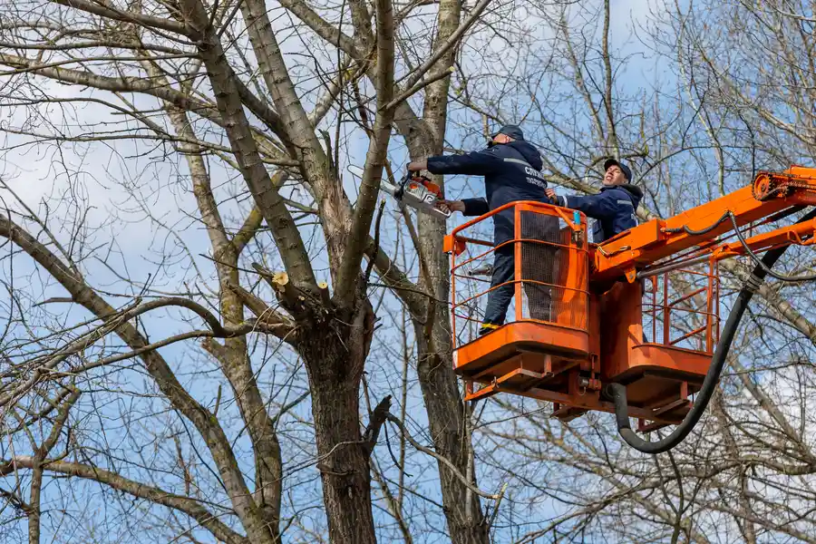 Premium Tree Removal Chester, VA