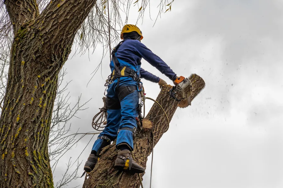 Quality Tree Cutting Service Chester, VA