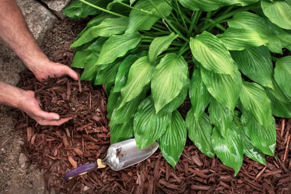 Seasonal Timing Tips For Effective Landscape Mulching Chester, VA