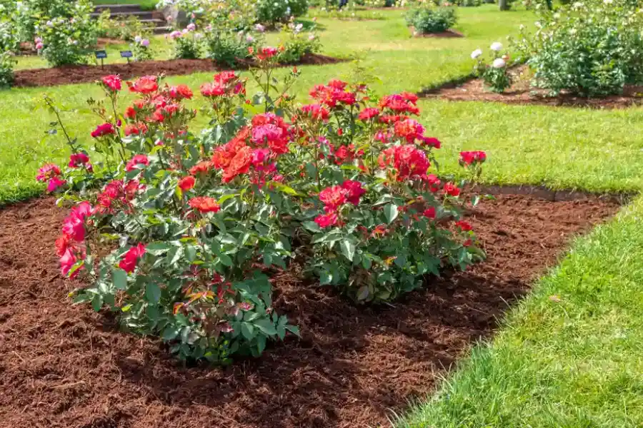 Seasonal Timing Tips For Effective Landscape Mulching in Chester, VA