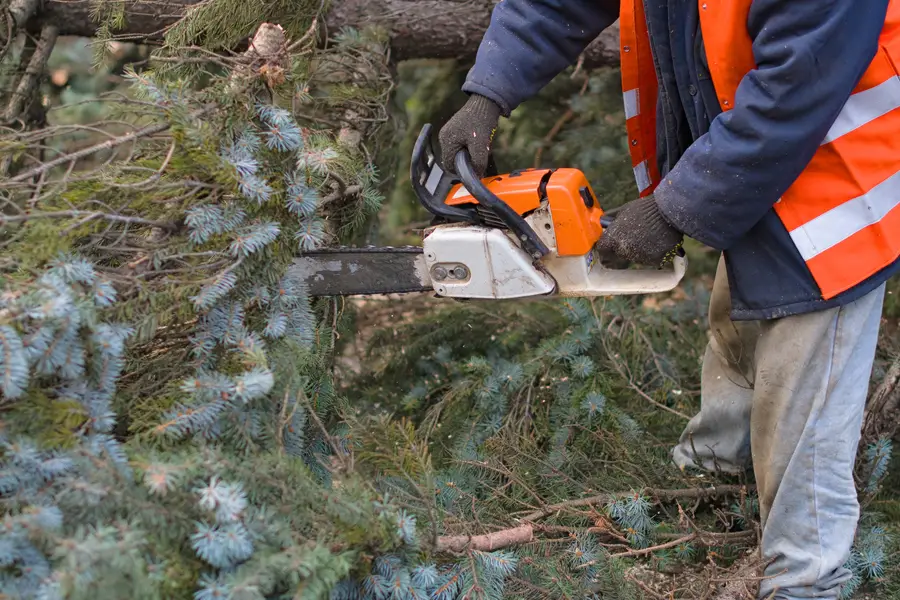 Superior Tree Removal Chester, VA