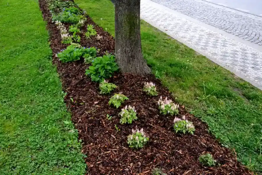 Top-rated Mulching Chester, VA