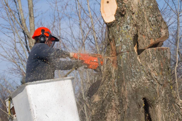 Tree Cutting Service